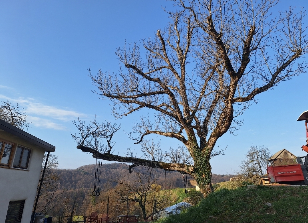 PODIRANJE SUHEGA DREVESNEGA ORJAKA